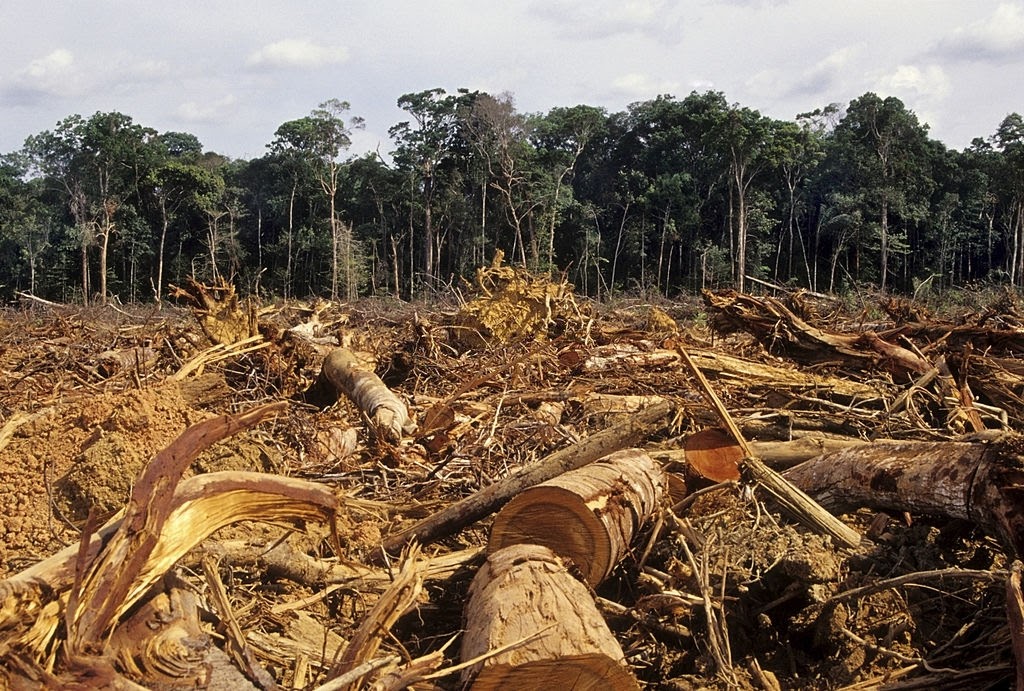 la deforestación