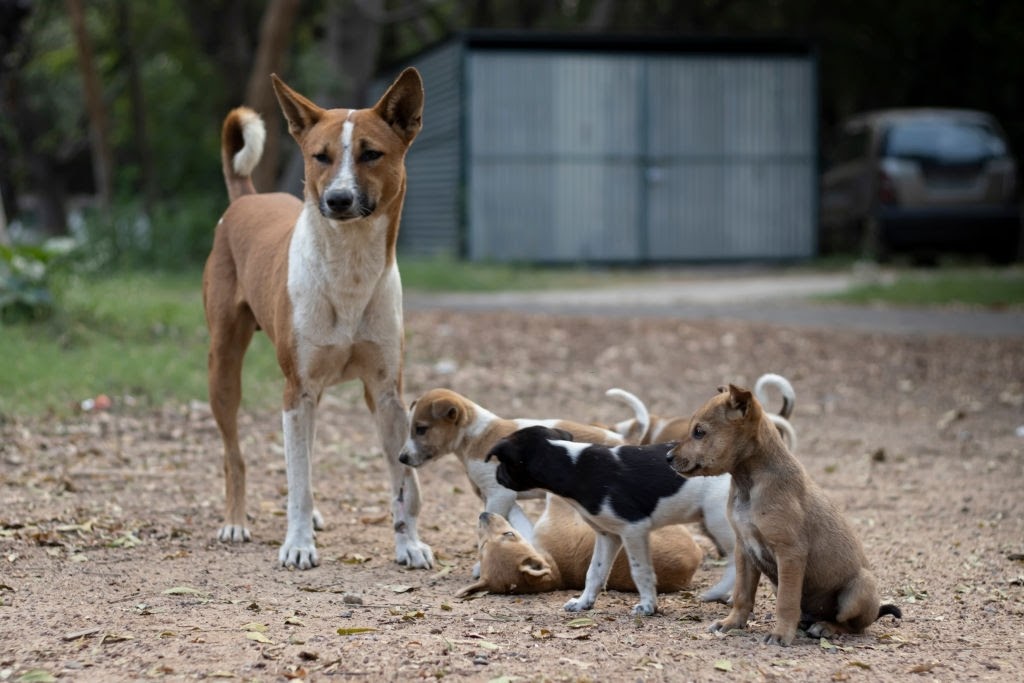 ¡No compres, adopta!