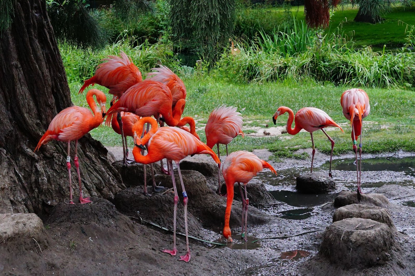 Santuario de flora y fauna los flamencos
